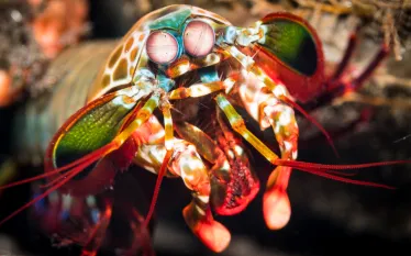 macro-peacock-mantis-shrimp-durand--.jpg.webp