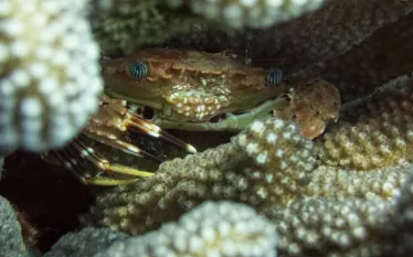 macro_crab_edit_bh_maui_teaser.jpg.webp