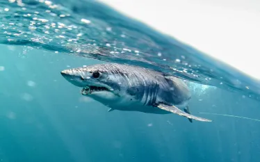 mako-shark-shutterstock-al-mcglashan.jpg.webp