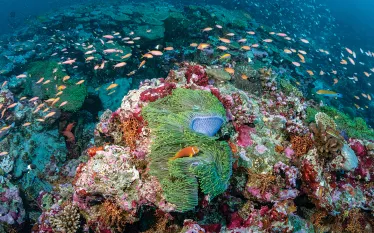 maldives-liveaboard-.jpg.webp