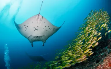 maldives-manta-ray-yellow-fish-shutterstock-nicolasvoisin.jpg.webp