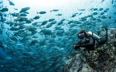 malpelo-annie-crawley-_edit.jpg.webp