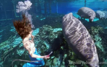 manatee_mermaid_weeki_wachee.png.webp