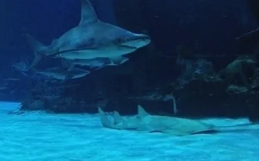 mandalay-bay-shark-reef-bh.jpg.webp
