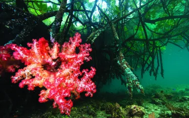 mangroves pink.jpg.webp