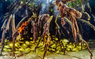mangroves-lorenzo-mittiga.jpg.webp