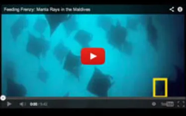 manta-maldives-youtube_thumb.jpg.webp