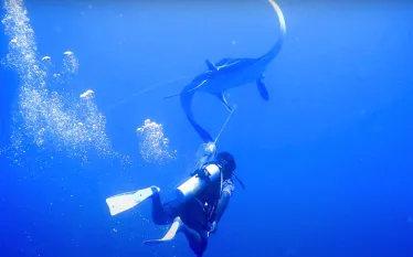 manta-rescue-toucan-diving.jpg.webp