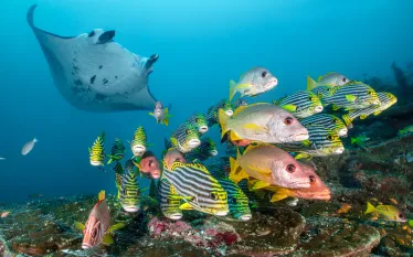 manta-school-fish-alex-mustard.jpg.webp