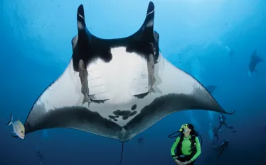 manta.jpg.webp