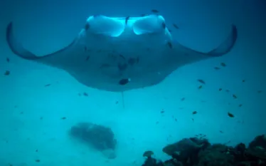 manta_ray_oceana_blog_.jpg.webp