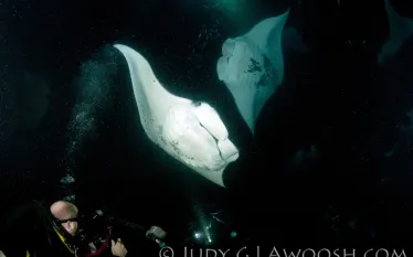 mantas.jpg.webp