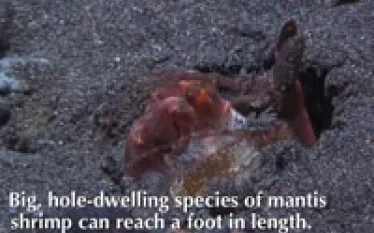 mantis-shrimp-thumb.jpg.webp