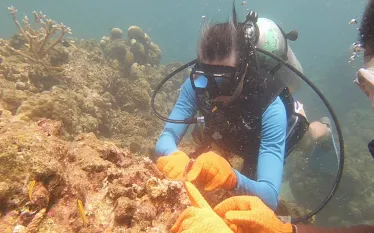 mara-vorhees-coral-planting-courtesy-windjammer-landing.jpg.webp