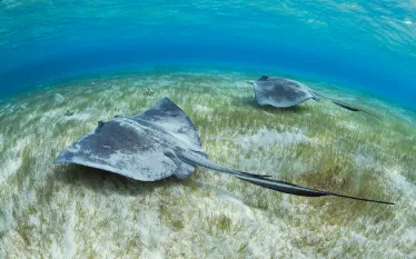 marine-habitats-sand-brandon_cole_.jpg.webp
