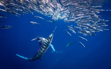 marlin-baitball-jay-clue.jpg.webp