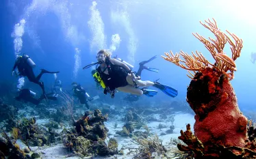 mary_frances_diving_bahamas_ga.jpg.webp