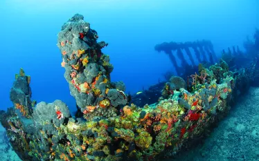 may-tripsSCD_Dive_.jpg.webp