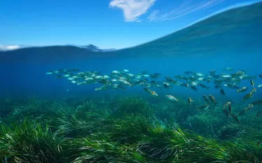 mediterranean-seagrass-shutterstock-damsea.png.webp