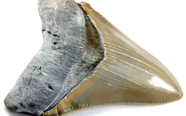 megalodon-tooth_shutterstock.jpg.webp