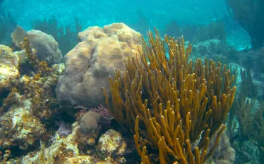 mesoamerican-reef-quintaroo-mexico-shutterstock-lunamarina.jpg.webp