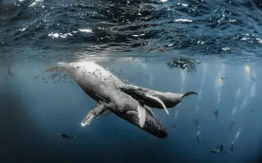 mexico_socorro_islands_humpback_rodney_bursiel_teaser_scd_.jpg.webp