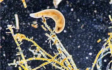 microscopic_ocean_flatfworm-.png.webp
