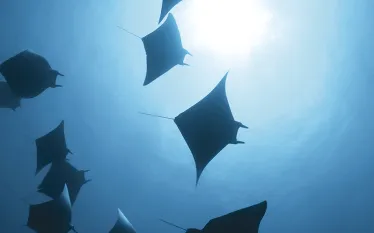 mobula-maldives-stephen-wong.jpg.webp