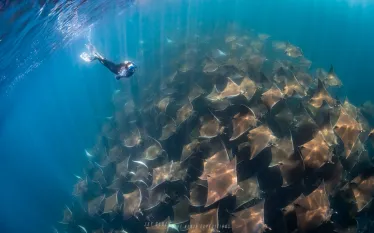 mobula-rays-expedition-freediver-jayclue-.jpg.webp