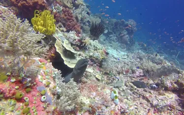moray-coral.jpg.webp