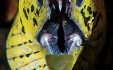 moray-eel.jpg.webp