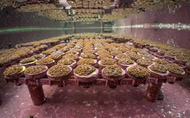 mote-land-based-nursery-credit-conor-goulding-web.jpg.webp