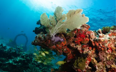 musa_and_reef_.png.webp