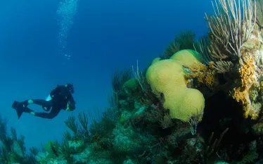 narcosis_.jpg.webp