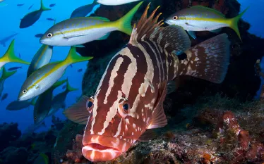 nassau-grouper-istock-.jpg.webp