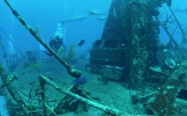 naui.png.webp