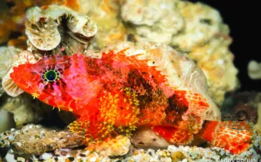 new_species_scorpionfish_barry_brown.jpg.webp