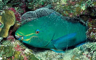 no_hassle_nightdiving_.jpg.webp