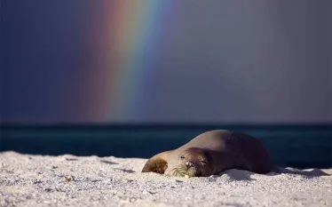 noaa_monksealsleeping.jpg.webp