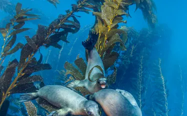 north-american-diving-california-sea-lion-andrew-sallmon-scd.jpg.webp