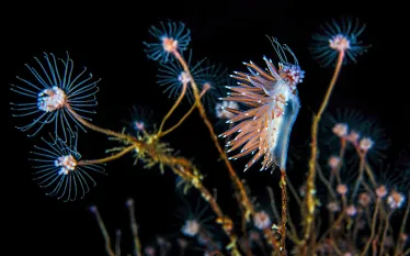 nudibranch--alex-mustard.jpg.webp