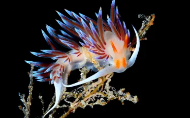 nudibranch__photo_contest_gallery_teaser.jpg.webp