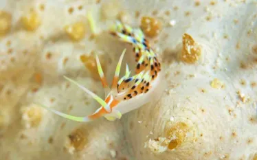 nudibranch_on_a_sea_cucumber.jpeg.webp