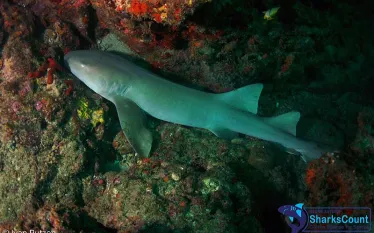 nurseshark_ivanrutzen_.jpg.webp