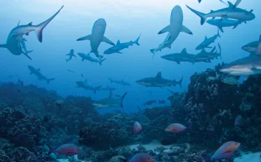 ocean.jpg.webp