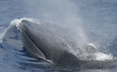 oceana_blog_brydes_whale.jpg.webp