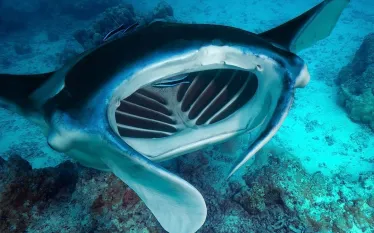 oceanic-manta-ray-shutterstock-yann-hubert.jpg.webp