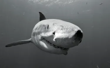 ocearch-shark-tagging.jpg.webp