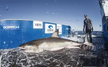 ocearch_hilton.jpg.webp