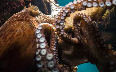 octopus-close-up-shutterstock-takayuki-ohama.png.webp
